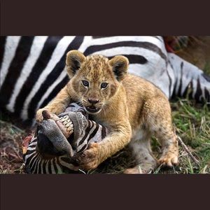 Meet your Posher, Cesar